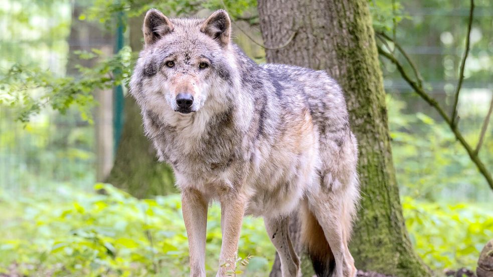 Immer wieder kommt es zu Übergriffen von Wölfen auf Nutztiere. Wie sah es in diesem Jahr aus? (Das Foto zeigt einen Wolf im Wolfcenter Dörverden). Foto: Hock