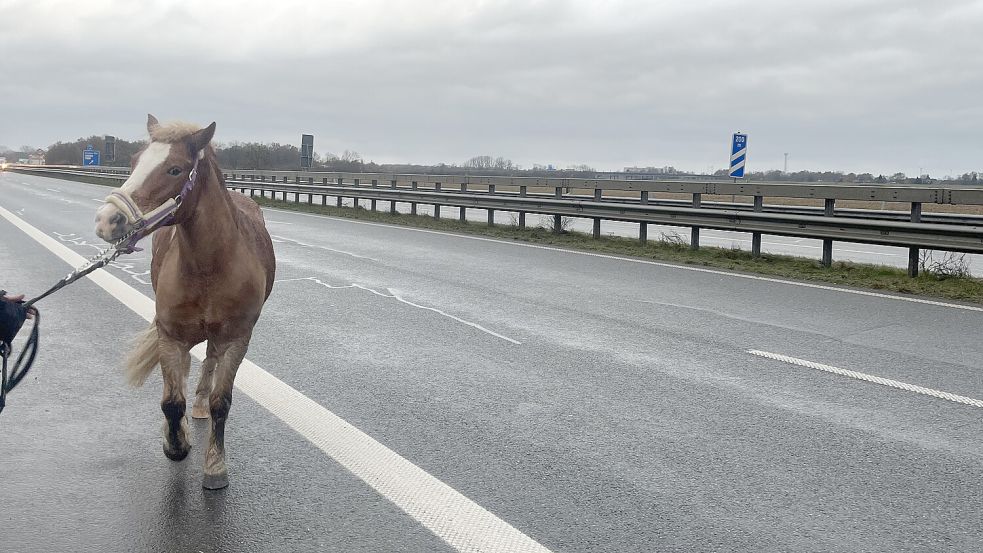 Für Pony Pumba wurde die Autobahn gesperrt, damit er sicher zur Anschlussstelle Emden-Ost gebracht werden konnte. Foto: Hester Lüppen