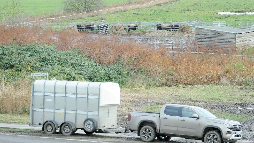 Am Dienstag wurden die letzten Rinder aus Nüttermoor weggebracht. Foto: Wolters