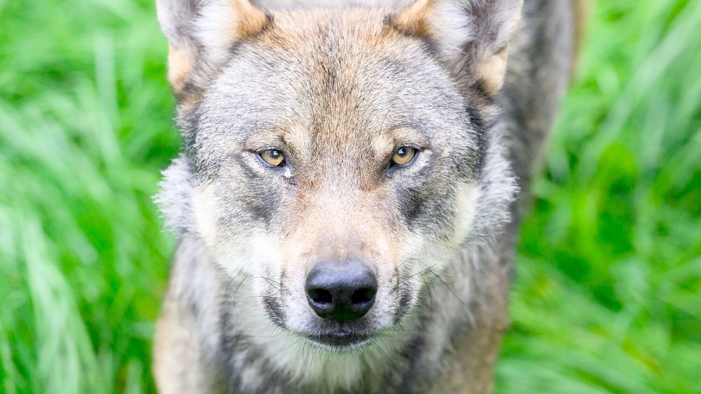 Ein Wolf steht im Gehege im Wisentgehege Springe. Foto: Julian Stratenschulte/dpa