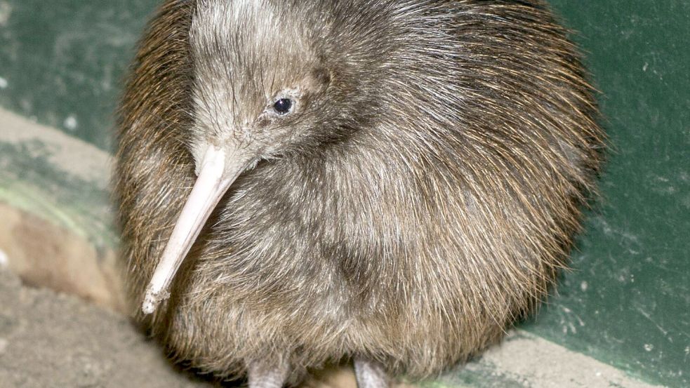 Der Kiwi ist von vielen Fressfeinden bedroht. Nun schlüpften erstmals seit 150 Jahren in der Hauptstadt Neuseelands zwei Küken der flugunfähigen Vögel in freier Natur. Foto: imago images/Olaf Wagner