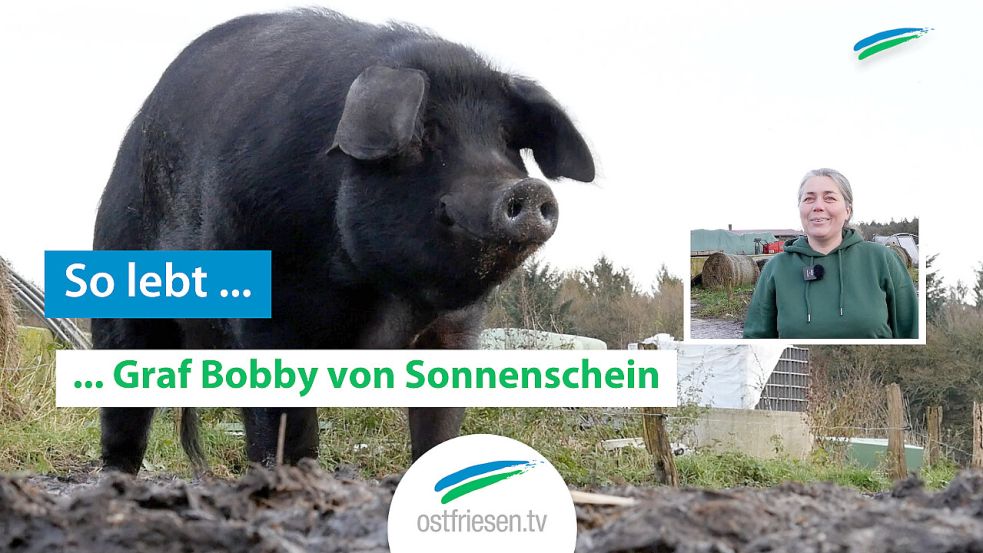 Schwein Bobby wohnt in Aurich. Bild: Martens