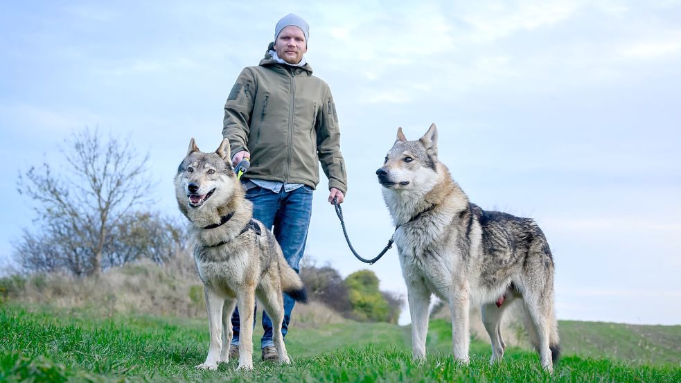 Wer sich für den Wolf einsetzt, wird in Deutschland zunehmen von Wolfsgegnern eingeschüchtert. Wolfspädagoge Thomas Frost schießt mit Argumenten zurück. Foto: Volker Bohlmann