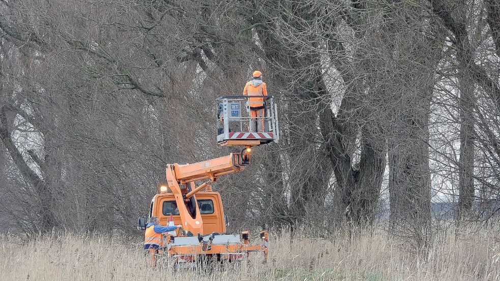 Im Januar wurden bereits 14 Weiden am Tjadeweg im Emder Stadtteil Twixlum gefällt. Zuvor wurden von Mitarbeitern des Bau- und Entsorgungsbetriebs (BEE) Fledermauskästen entfernt, die erst eineinhalb Jahre vorher dort befestigt wurden. Foto: F. Doden/Archiv