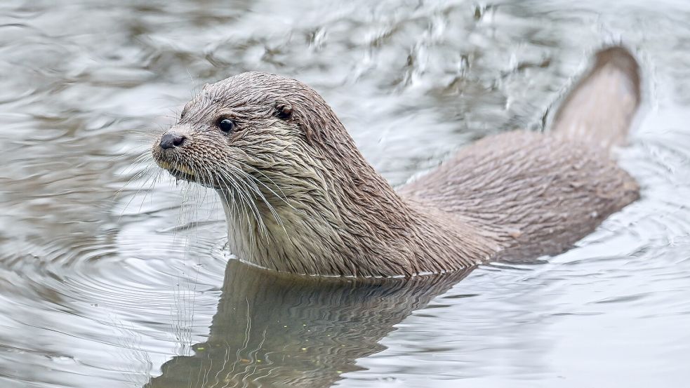 Kommt der Name Ottermeer in Wiesmoor tatsächlich vom Fischotter – dem Maskottchen des Campingplatzes? Foto: Pleul/dpa