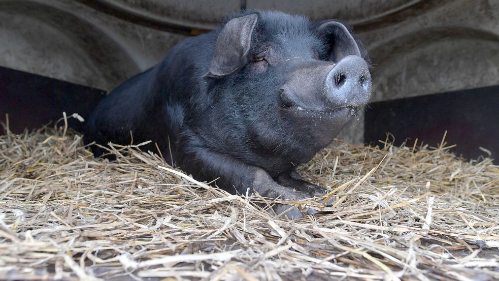 In seiner Hütte im Stroh liegend: So fühlt sich Graf Bobby von Sonnenschein sauwohl. Fotos: Ortgies