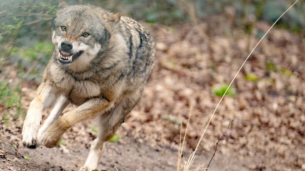 Ein Wolf läuft durch sein Gehege im Tierpark in Hanau. Foto: Roessler/dpa