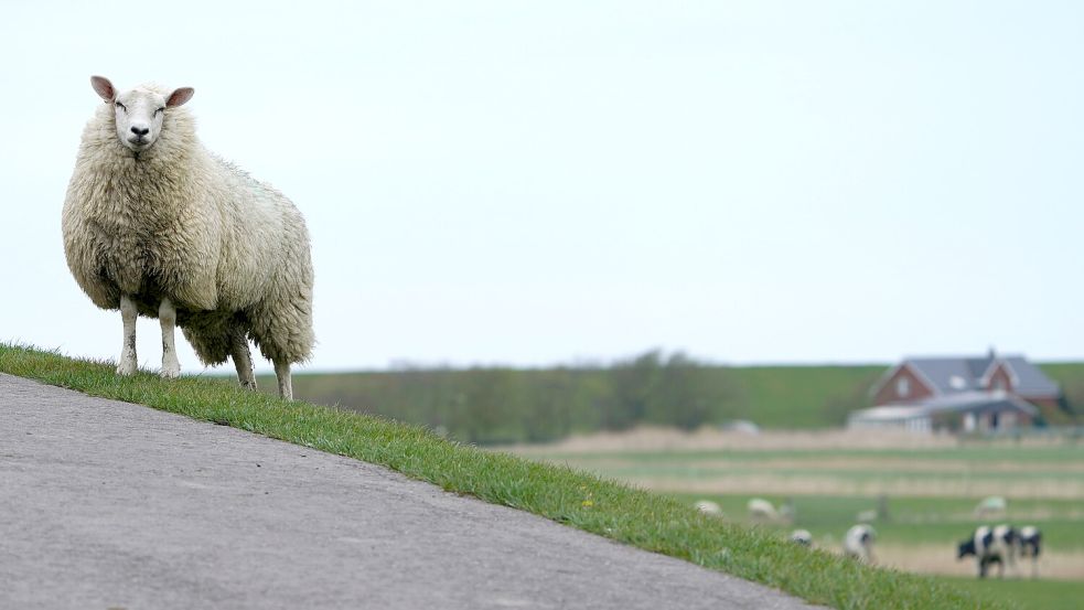 Schafe werden an der Küste zum Deichschutz eingesetzt. Unter anderem trippeln sie mit ihren Hufen die Grasnarbe fest. Dieses Foto entstand in Schleswig-Holstein. Foto: Brandt/dpa