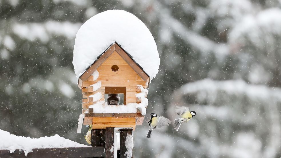 Ein Vogelhaus bietet Vögeln im Winter nicht nur Futter und Schutz vor Kälte, sondern Beobachtern auch einen schönen Anblick. Foto: picture alliance/dpa/dpa-Zentralbild