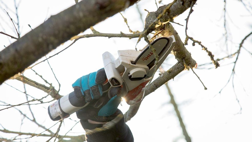 Das Zurückschneiden von Obstbäumen im Winter ist ein wichtiger Teil der Baumpflege. Foto: picture alliance / dpa-tmn