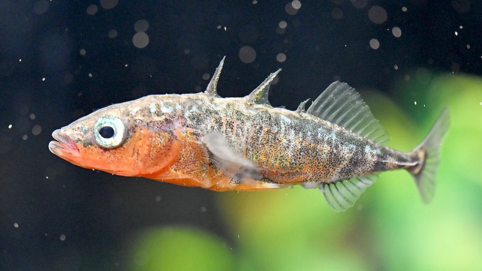 Bedroht oder nicht bedroht? Ein männlicher Stichling schwimmt in einem Aquarium. Foto: Kästle/DPA/Archiv