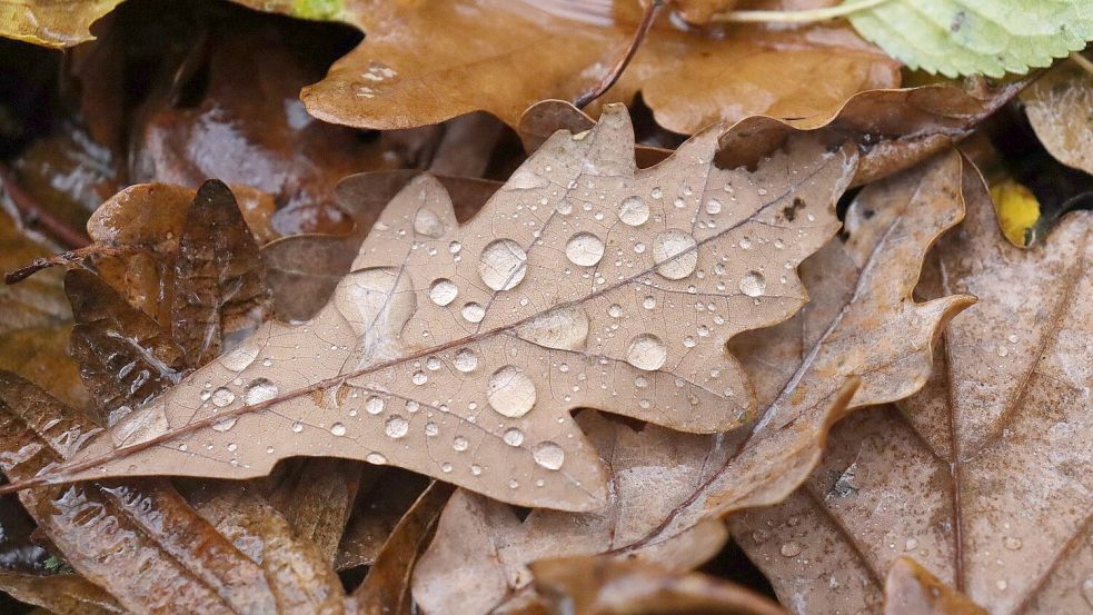 Das Wetter präsentiert sich am Wochenende eher herbstlich. Foto: Pixabay