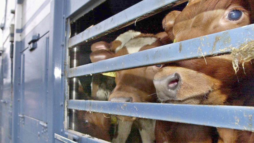 Wohin diese Kälber transportiert wurden, ist nicht bekannt. Für 105 Färsen und ihre ungeborenen Kälber geht es jetzt aber nach Marokko. Der Landkreis Emsland muss den Transport nach einer Gerichtsentscheidung genehmigen. Foto: Perrey/dpa