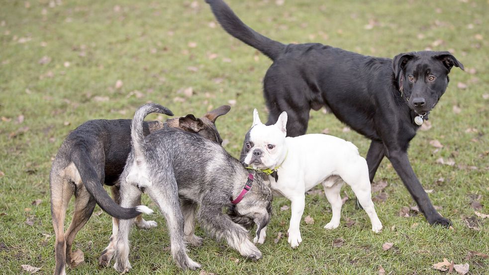 Freilaufflächen sind wichtig für Hunde, sagen Tierfreunde. Foto: Charisius/DPA