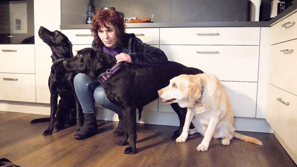 Die beiden dunklen Labradore Cooper und Unox posieren zusammen mit Golden Retriever-Labrador-Mix Alma und Helga Howe. Fotos: OTV/Fäustel.