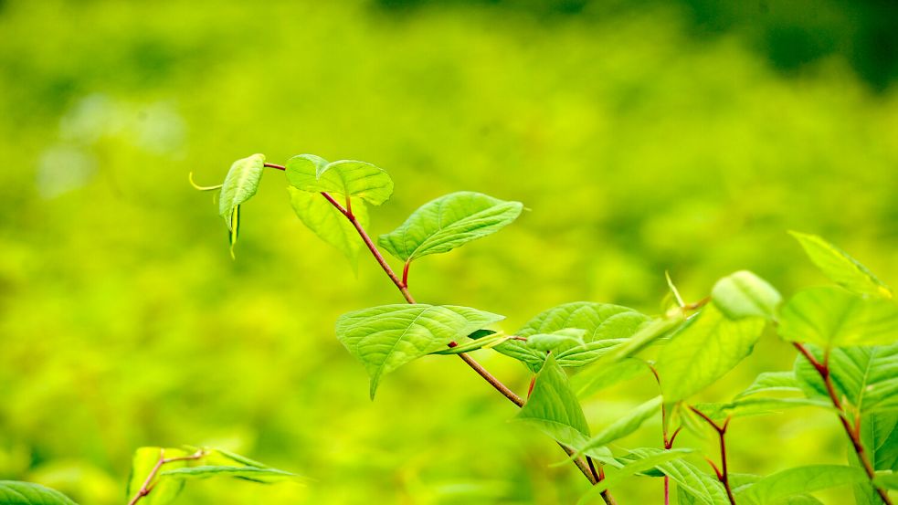 Mit ihrem frischen Grün und den dunklen Stielen sieht die ausbreitungsfreudige Pflanze eigentlich gut aus. Foto: Ortgies