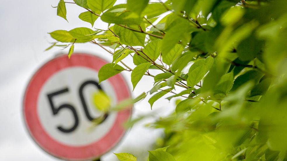 Verbotsschilder sind wirkungslos. Die Pflanze schafft ein Wachstum von gut 30 Zentimeter pro Tag. Zur Bekämpfung wird sie meist regelmäßig abgemäht. Foto: Ortgies