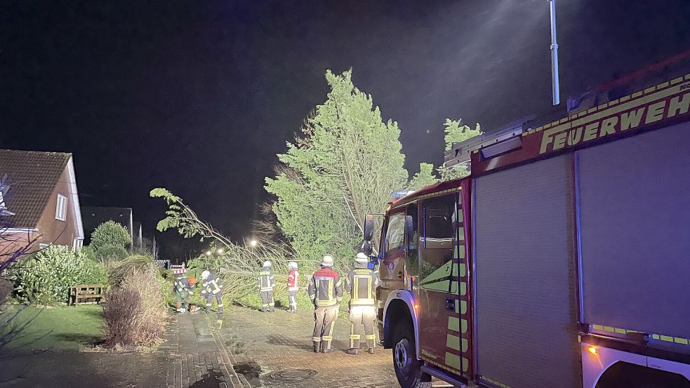 Die zwanzig Meter hohe Thuja war auf die Straße gefallen. Foto: Feuerwehr Norden