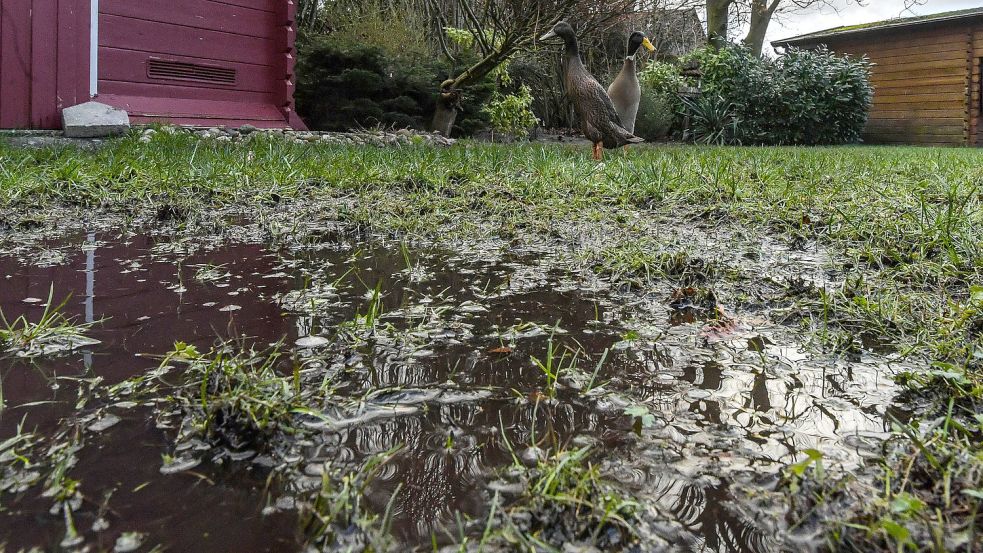 Bei solch großen Pfützen sind sogar die Laufenten skeptisch. Die Gartenberaterin rät: Die Fläche sollte so schnell wie möglich trocken gelegt werden. Foto: Ortgies