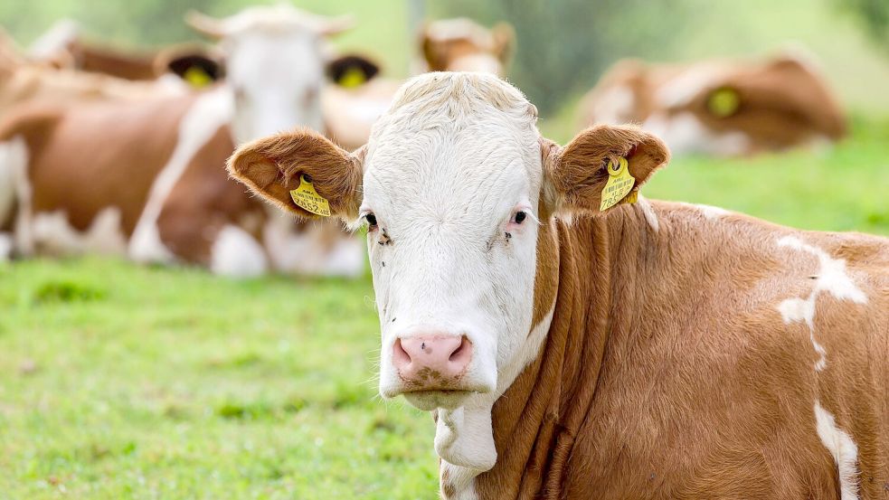 Rinder auf einer Weide. Uta Ruge spricht im Interview auch über die Haltung von Kühen in Deutschland. Foto: Daniel Scharinger/imago-images
