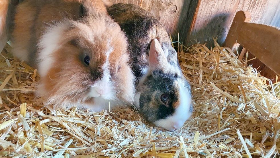 Flo (rechts) mit seiner Stallgenossin Nora. Flo ist im Alter von 4,5 Jahren gestorben. Foto: privat