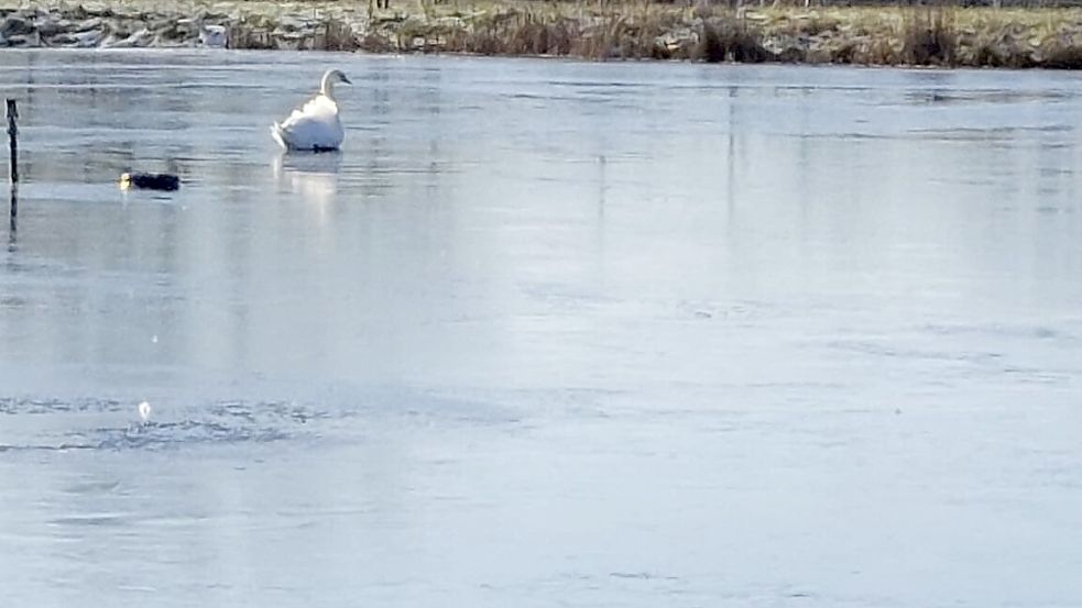 In der Nähe befand sich ein Loch in der Eisschicht. Dort war der Schwan offenbar kurzzeitig gefangen, konnten sich dann aber selbst befreien. Foto: Jannick Leerhoff