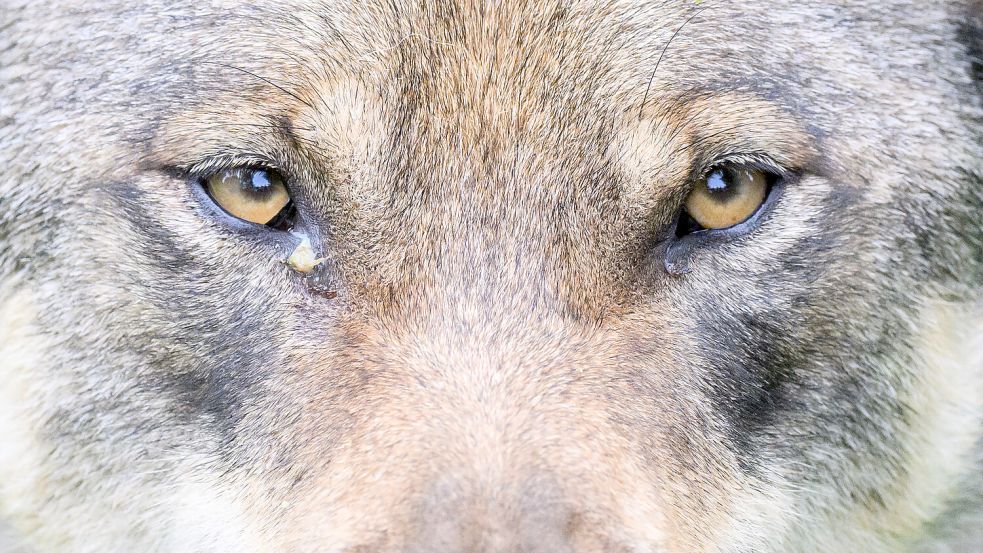 Der Wolf breitet sich immer weiter in Deutschland aus. In Niedersachsen ist die Zahl zuletzt anscheinend aber gleich geblieben. Foto: dpa/Julian Stratenschulte