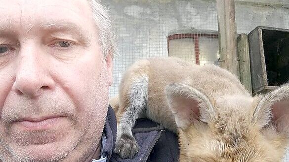 Füchsin Bamseline fühlt sich in der Nähe von Tage D. Jensen sichtlich wohl. Foto: Dennis Mandrup Jørgensen