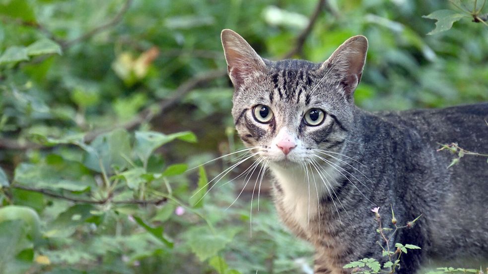 Auf einem Grundstück in Hesel treiben sich aktuell rund ein Dutzend streunende Katzen. Symbolfoto: Federico Gambarini/dpa