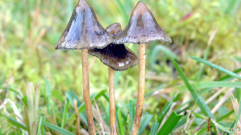 Halluzinogene Pilze (auch: „Magic Mushrooms“) bergen Wirkstoffe wie Psilocybin, welches potenziell Depressionen für eine längere Zeit lindern kann. Foto: dpa/Pilzepilze.de/Georg Müller