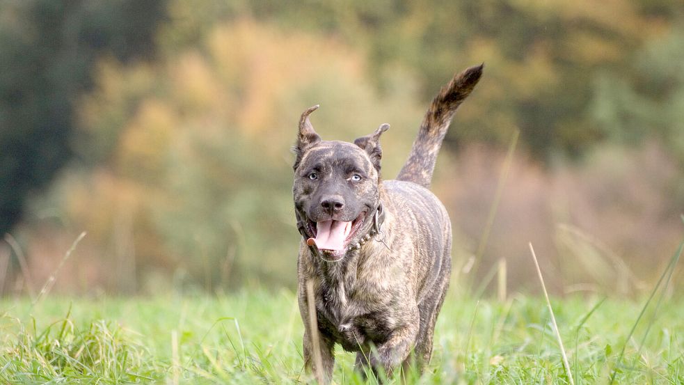 Ein Hund verletzte einen Mann schwer und bewachte ihn anschließend im Wald. Foto: Imago Images/Panthermedia/Lunary