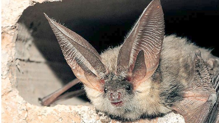 In Niedersachsen gibt es 19 heimische Fledermausarten. Das Graue Langohr (Foto) ist eine davon. Foto: Dietmar Nill/Nabu