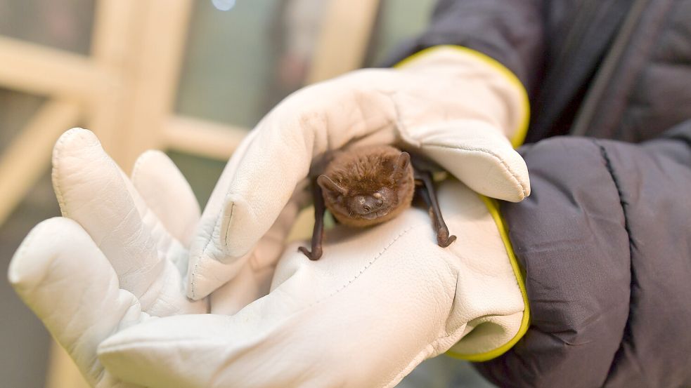 Eine Zwergfledermaus wird gerade aufgepäppelt, bevor sie wieder in die Freiheit entlassen wird. Foto: Ortgies