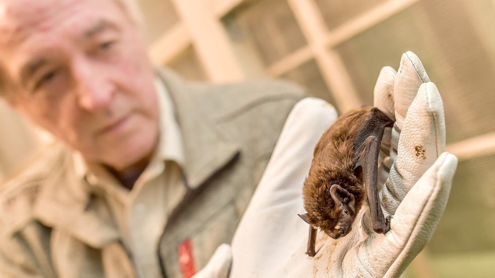 Theodor Poppen ist Fledermaus-Regionalbetreuer in Ostfriesland. Hier hält er ein Abendsegler-Weibchen. Foto: Ortgies