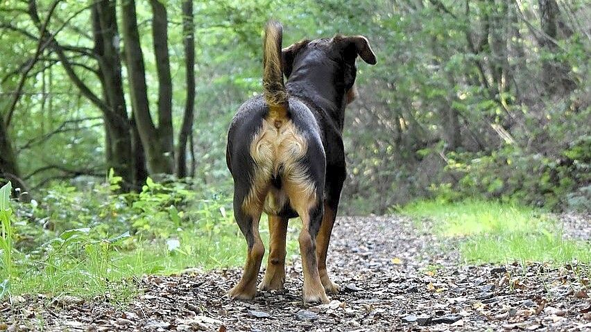 Der gläserne Hund: Können Gentests auch in Ostfriesland Hundebesitzer überführen, die Hinterlassenschaften ihrer Tiere nicht entsorgen? Foto: Pixabay
