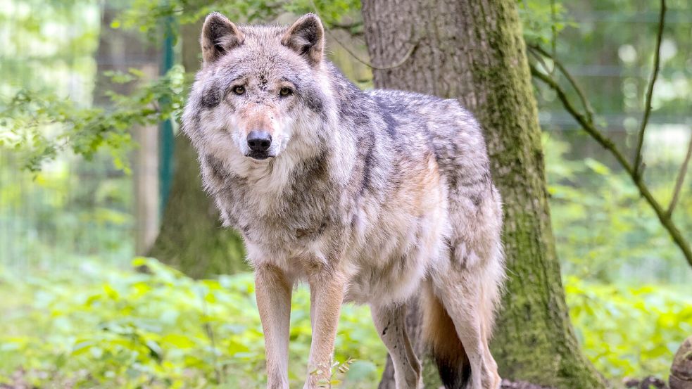 Immer wieder kommt es zu Übergriffen von Wölfen auf Nutztiere. Der Wolf auf dem Foto lebt im Wolfcenter Dörverden und nicht in freier Wildbahn. Archivfoto: Hock