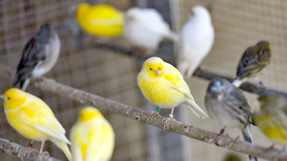 Kanarienvögel können sehr unterschiedlich aussehen. Foto: Ortgies