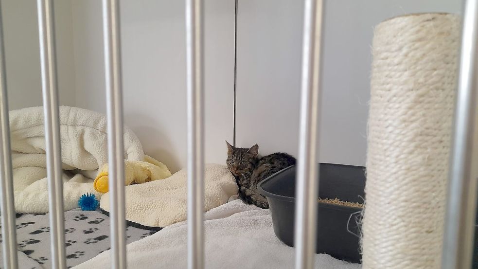 Zola erholt sich noch in der Aufnahmestation – sie ist eine Fundkatze.