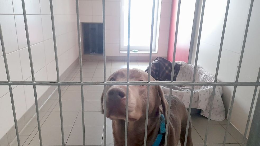 Otis ist einer der 16 Hunde, die gerade im Tierheim wohnen.