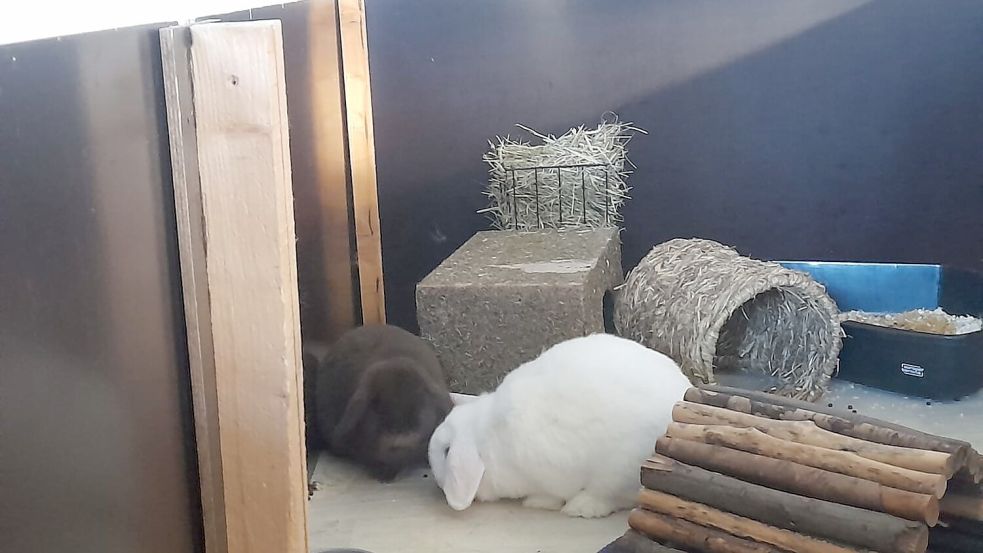 Auch Kaninchen hoppeln im Tierheim umher, wegen der Kälte im Moment allerdings nur im Innengehege.
