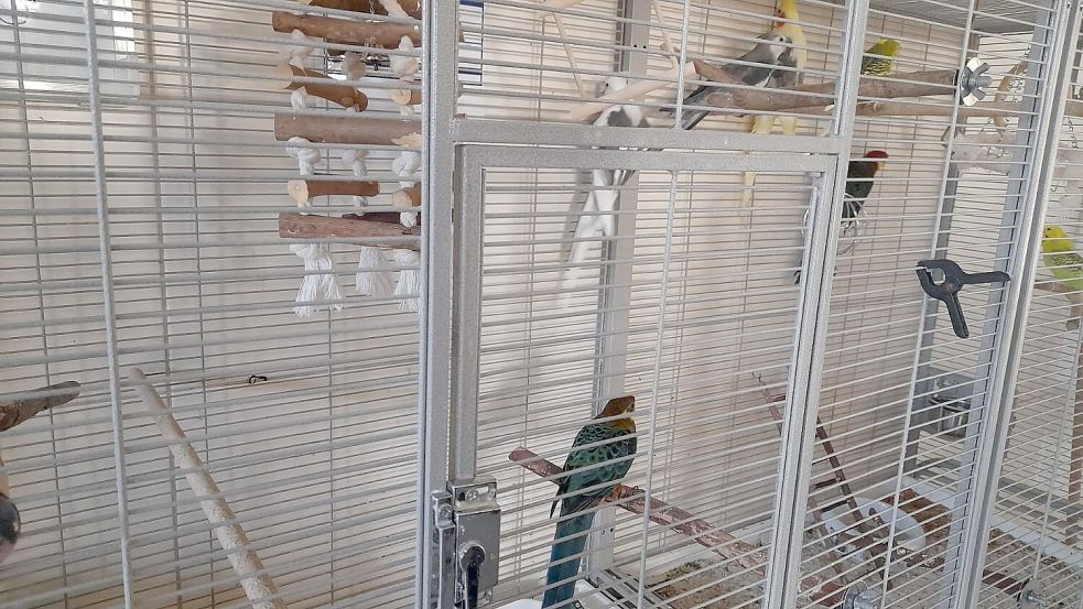 Die Vögel wurden zunächst beschlagnahmt.
