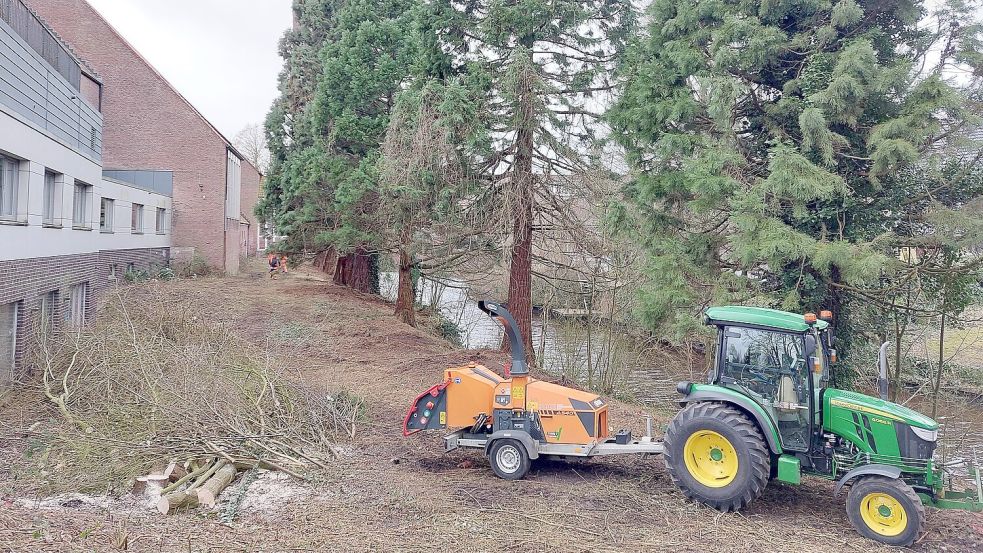 Am Montagmittag waren schon Tatsachen geschaffen: In dem Bereich hinter der Martin-Luther-Kirche sind Büsche und ein paar Weiden gewichen. Die großen Bäume sollen aber stehen bleiben. Foto: Hanssen