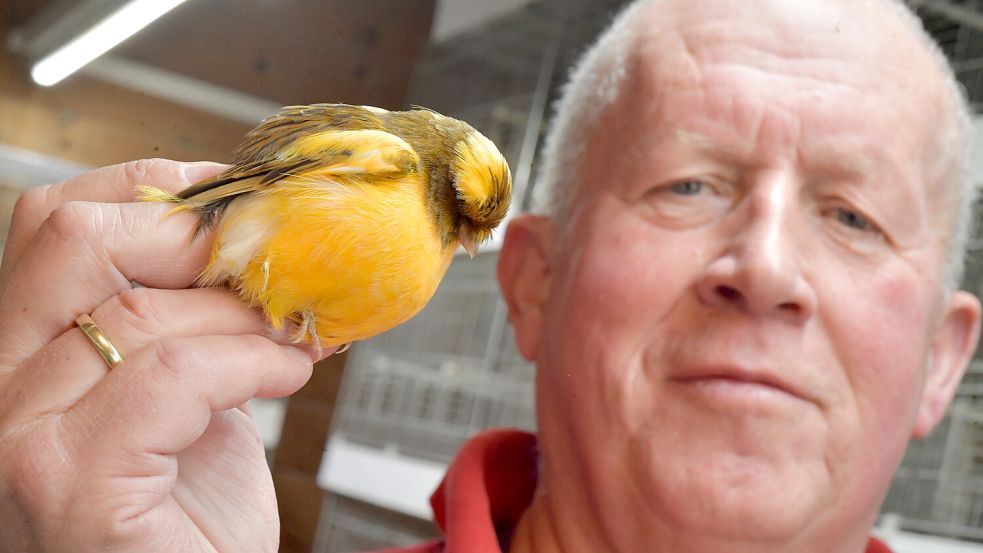 Peter Berendahls aus Manslagt züchtet seit seiner Schulzeit Kanarienvögel. Hier hält er einen Norwich-Kanarienvogel. Foto: Ortgies