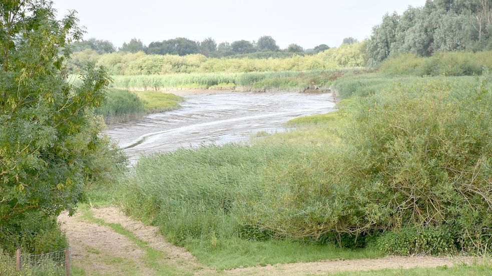 So wie im Naturschutzgebiet Ems-Auen zwischen Herbrum und Vellage könnte es bald an mehreren Orten an der Ems aussehen. Foto: Kuchta