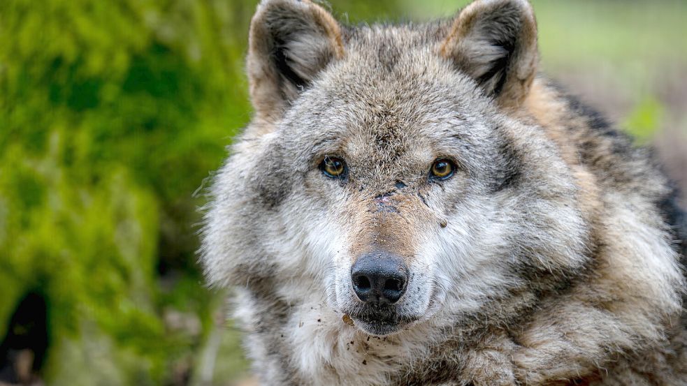 Ein Europäischer Grauwolf, der allerdings in einem Gehege des Wolfcenters Dörverden lebt. Foto: Sina Schuldt/DPA