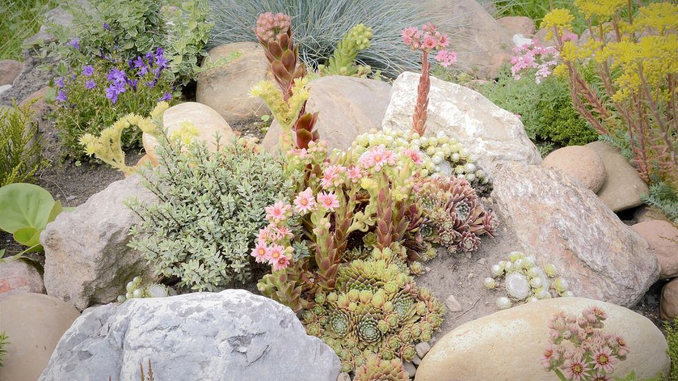 Ein Steingarten mit entsprechenden Pflanzen ist pure Natur. Stauden und Sukkulenten fühlen sich wohl – in den Ritzen leben Insekten und Amphibien. Foto: K.-U. Häßler/stock.adobe.com