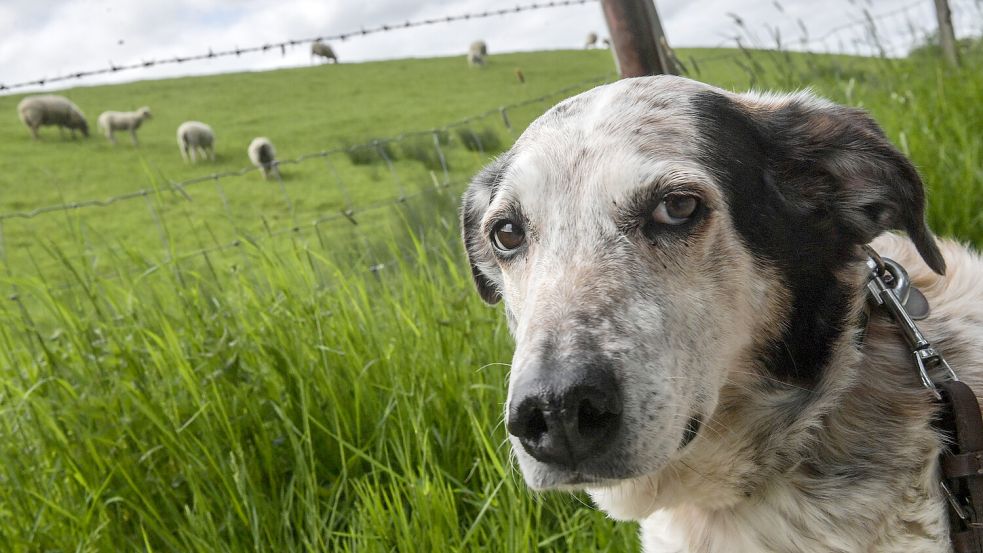 Was passiert mit Hunden – hier ein Symbolbild – die niemand mehr haben will? Foto: Archiv