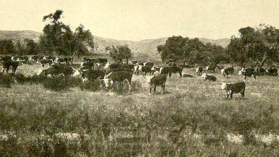 In einem Handbuch für Siedler wird mit diesem Bild für die Besiedlung Colorados geworben. Es heiß, dort gebe es nichts als Weideland für umherziehende Kuhherden. Foto: Colorado State University Libraries, Public domain, via Wikimedia Commons