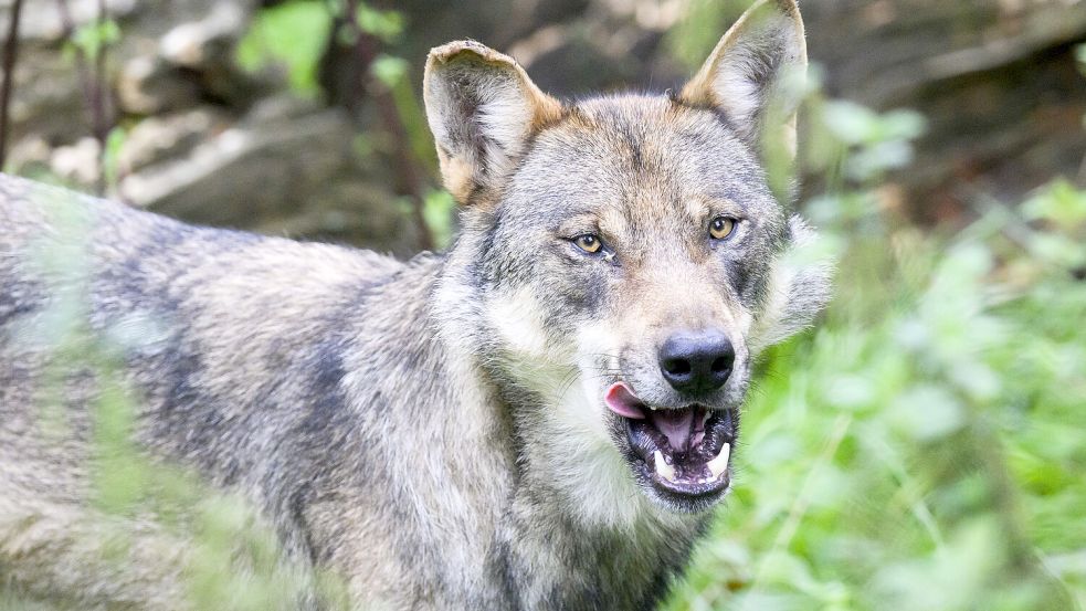 Dieser Wolf steht im Wisentgehege Springe. Foto: Stratenschulte/dpa