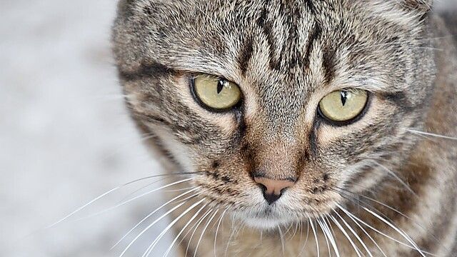 Betrüger nutzen schamlos aus, wenn Tiere verschwinden. Symbolfoto: pixabay